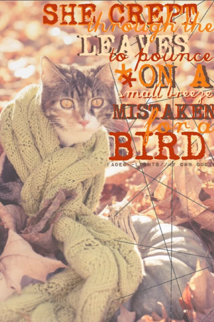 First of my new theme! Cats wearing scarves!! 🍂😂😉
Sorry I reposted because the last one had a mistake... 