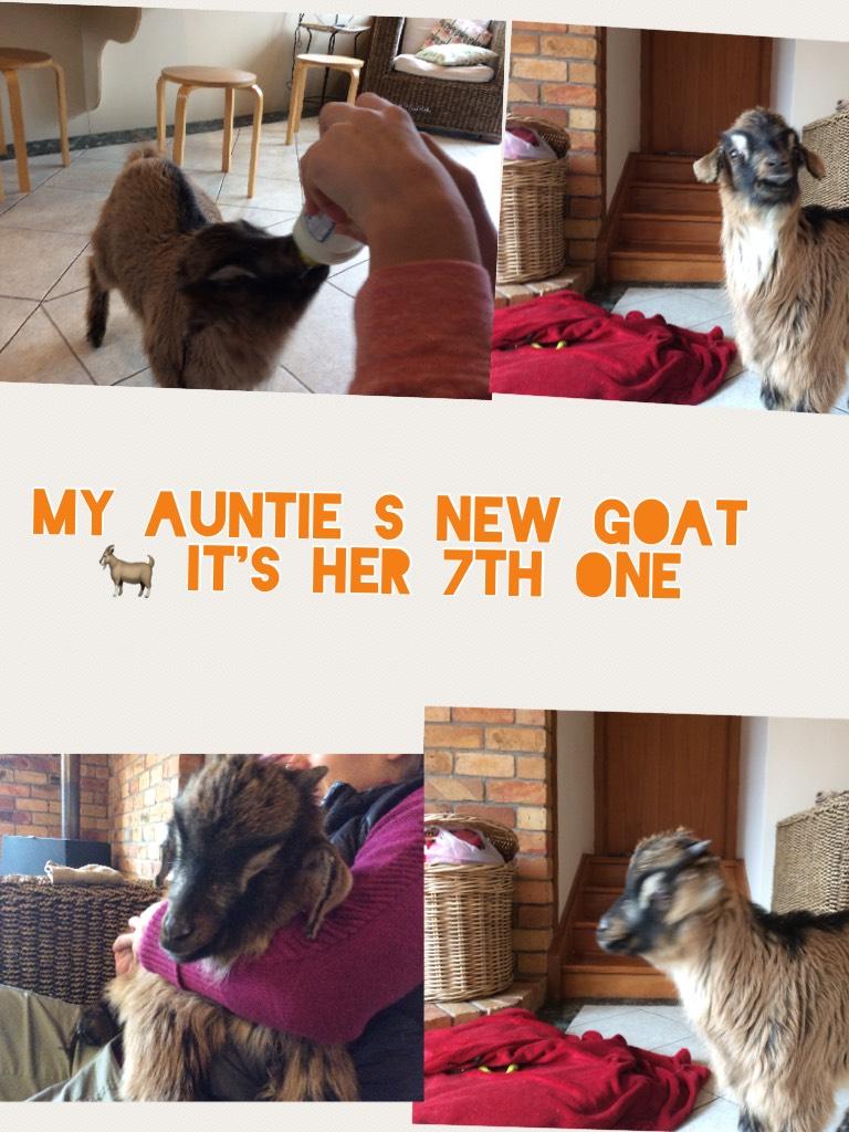 My auntie s new goat 🐐 it's her 7th one

