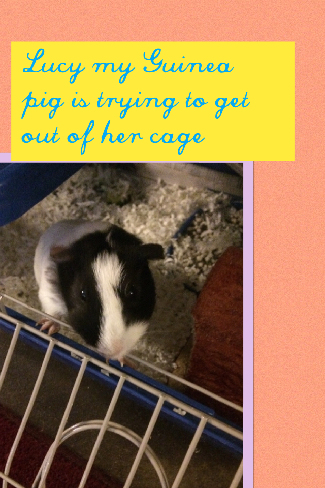 Lucy my Guinea pig is trying to get out of her cage 