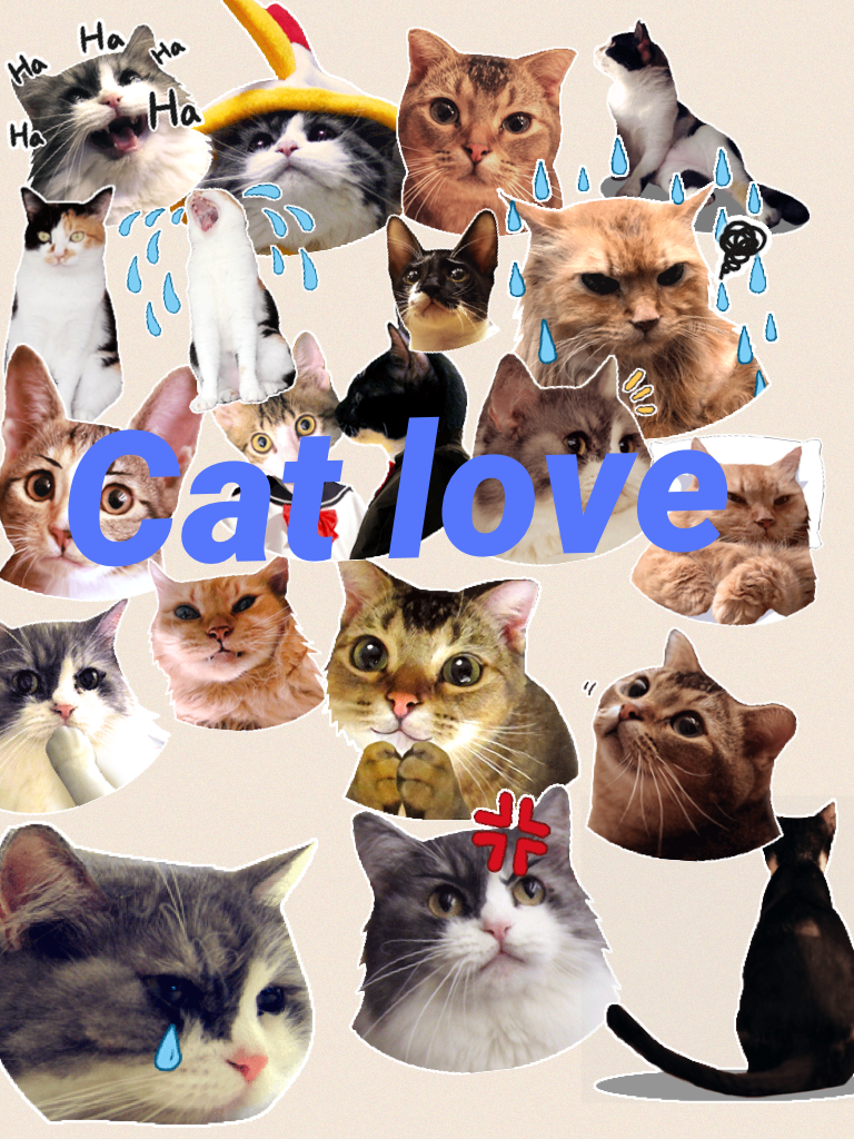 Cat love 