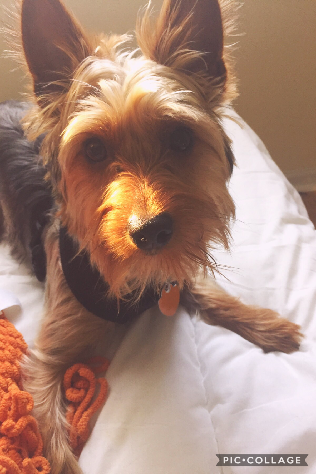 meet captain the cutest yorkshire terrier to ever exist! he’s so funny & snuggly!! this is like my aesthetic<3 