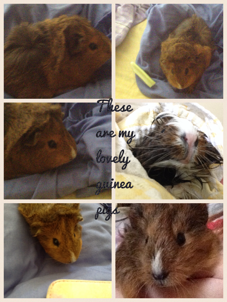 These are my lovely guinea pigs 