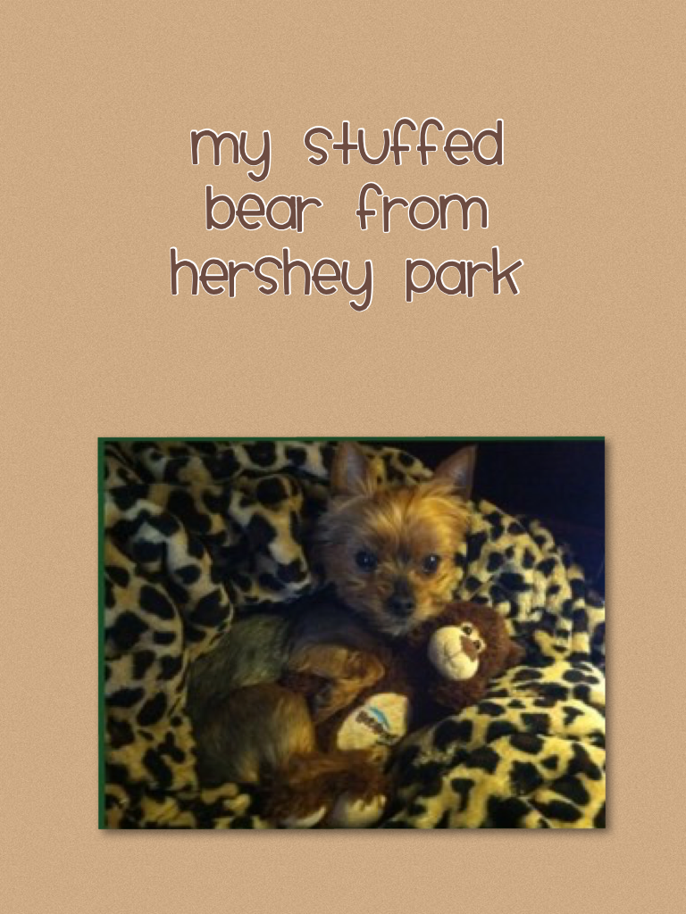 My stuffed bear from Hershey park