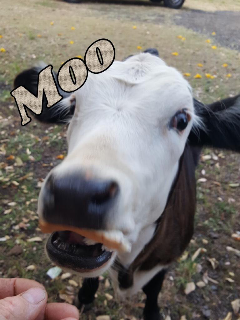 It's a cow