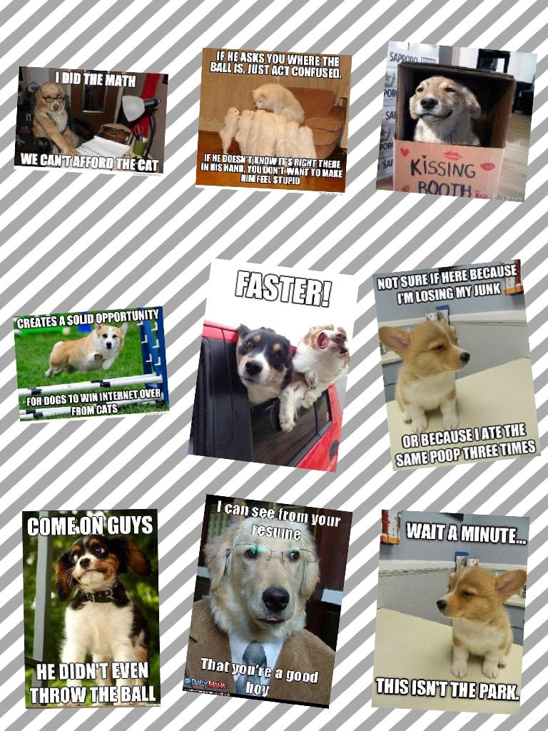 More dog memes 
