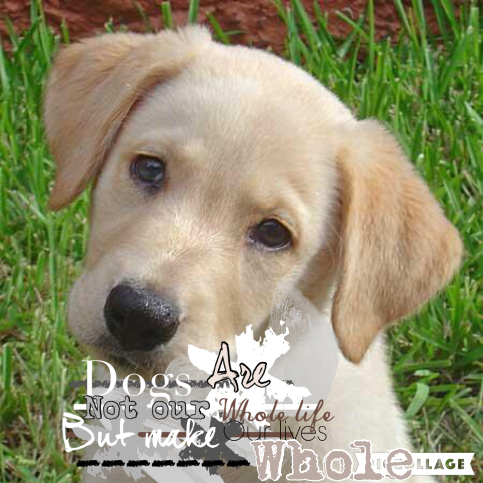 Click! 💎 
Hope you enjoy! 😊 I don't like this that much... But I like the quote!- Dogs are our whole life but make our life whole 🐶 Rate this! 💙 Can you help me get 10 followers please? 😘😁