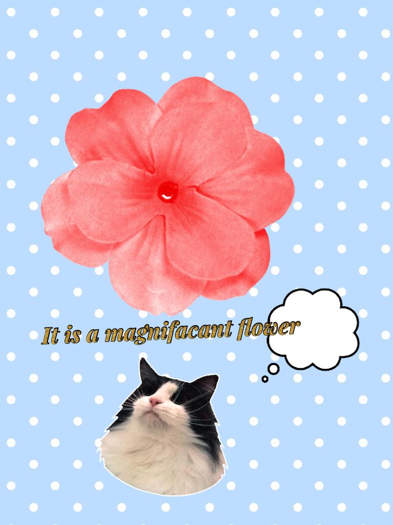 It is a magnifacant flower