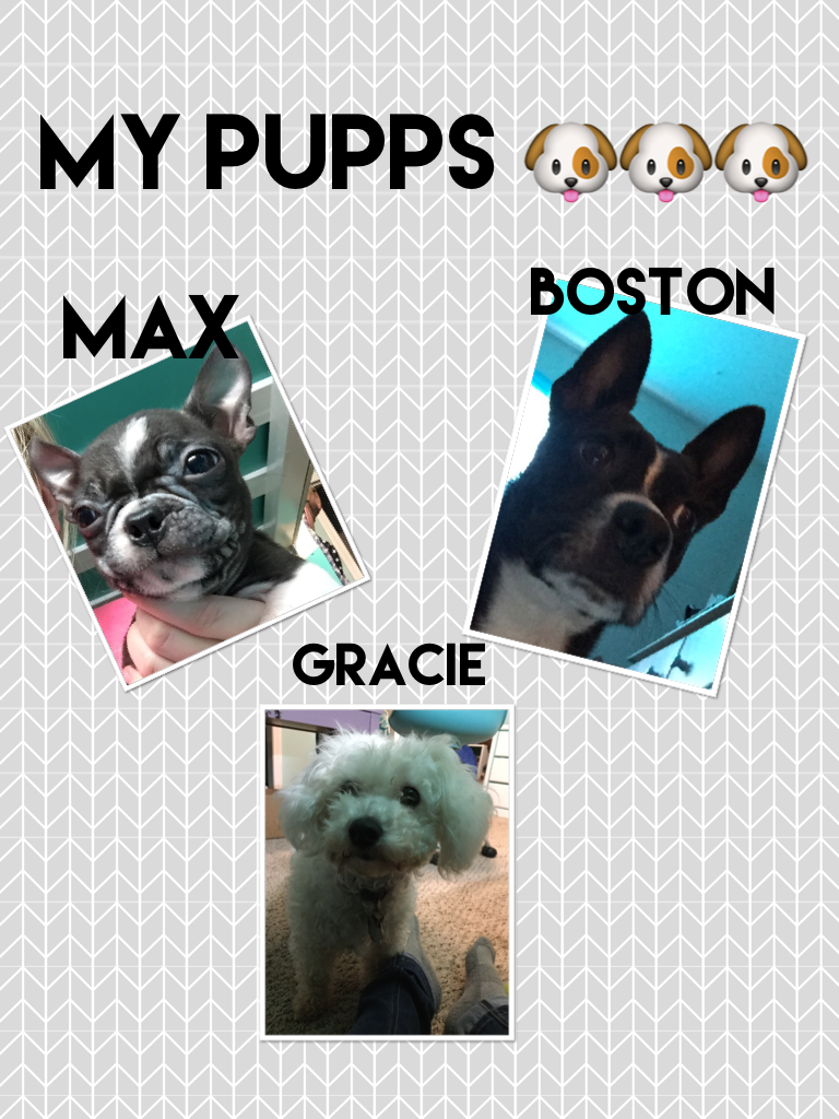 My pupps 🐶🐶🐶