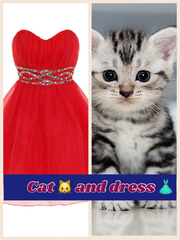 Cat 🐱 and dress 👗 