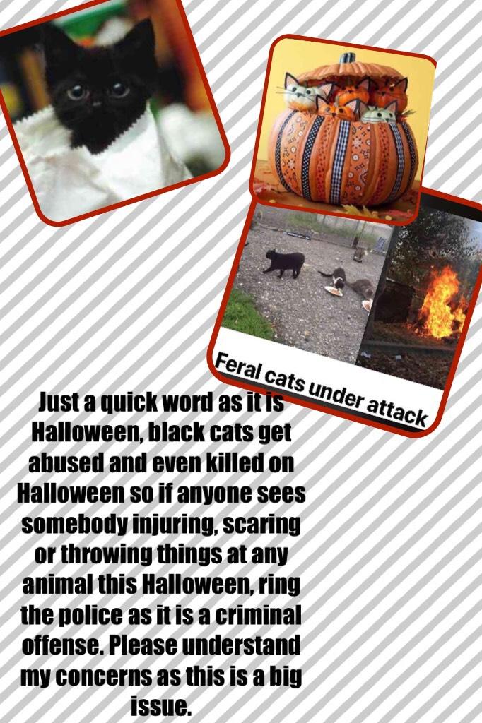 Just a quick word as it is Halloween, black cats get abused and even killed on Halloween so if anyone sees somebody injuring, scaring or throwing things at any animal this Halloween, ring the police as it is a criminal offense. Please understand my concer