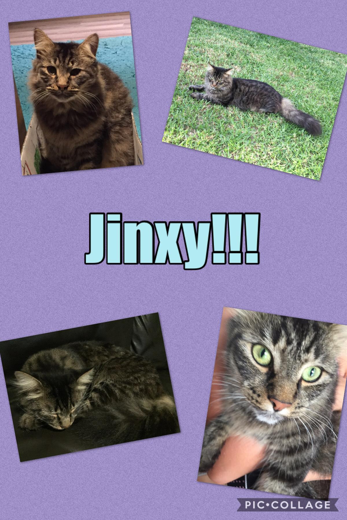 Jinxy 😻😻😻