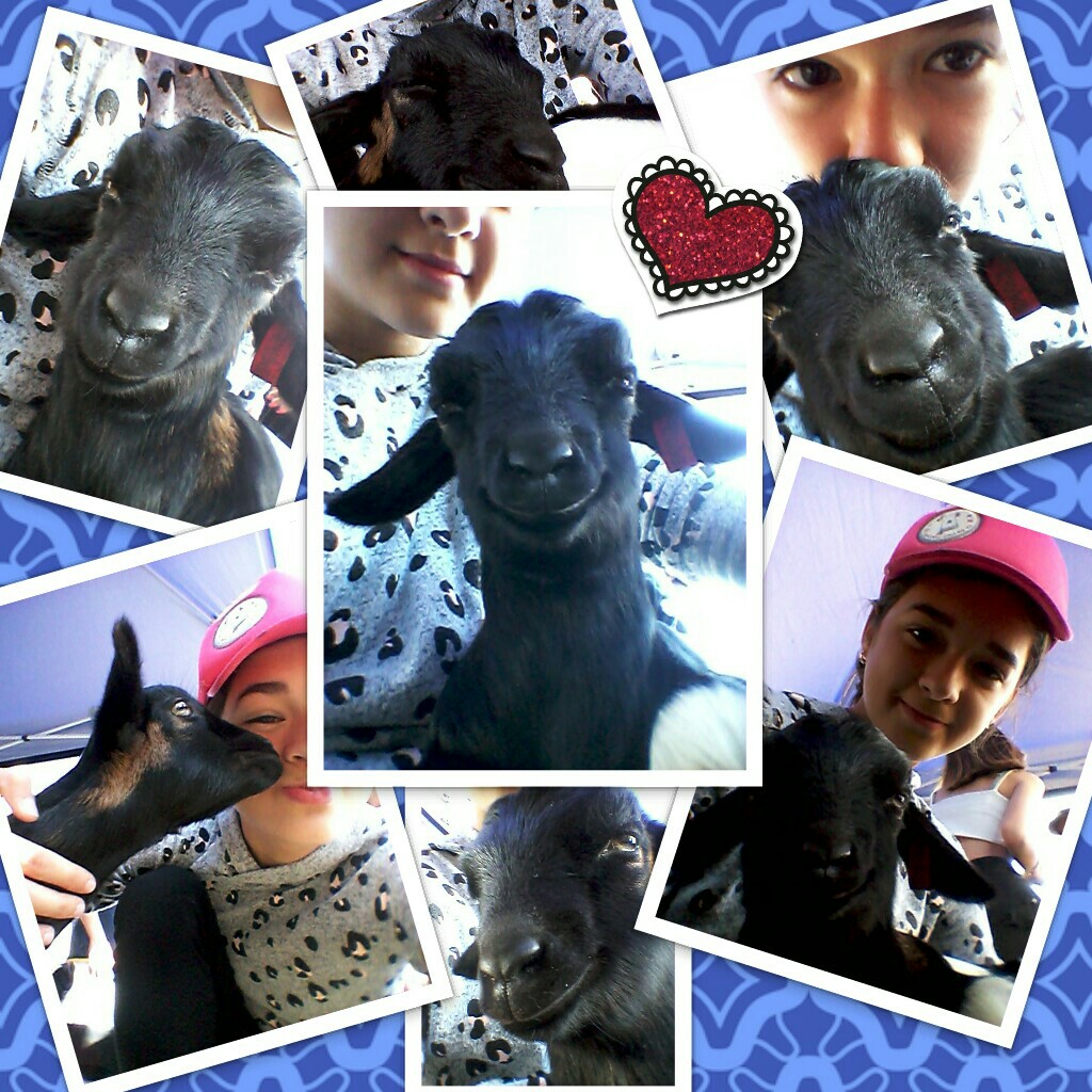 Beanie the Goat! 🐐💖