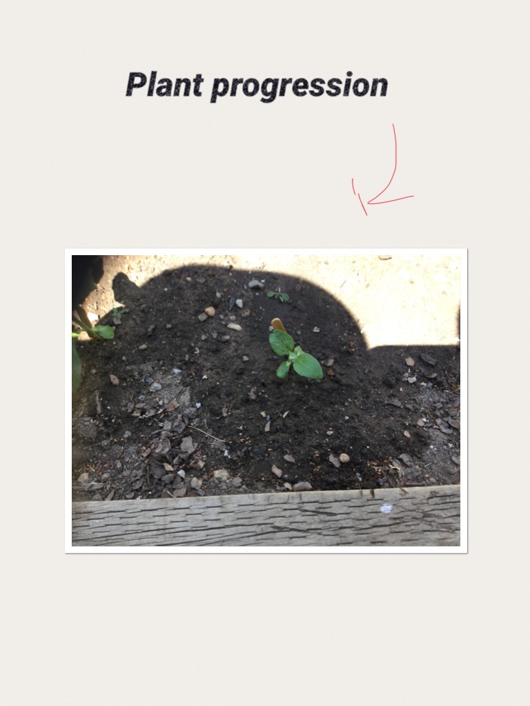 Plant progression 
