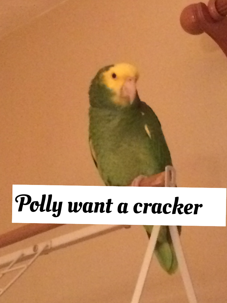 Polly want a cracker