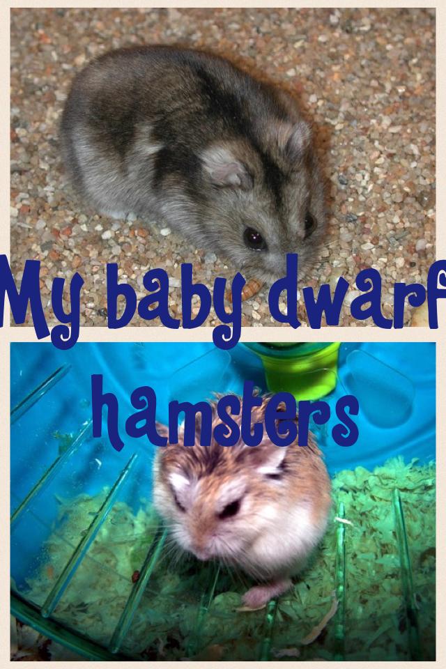 My baby dwarf hamsters