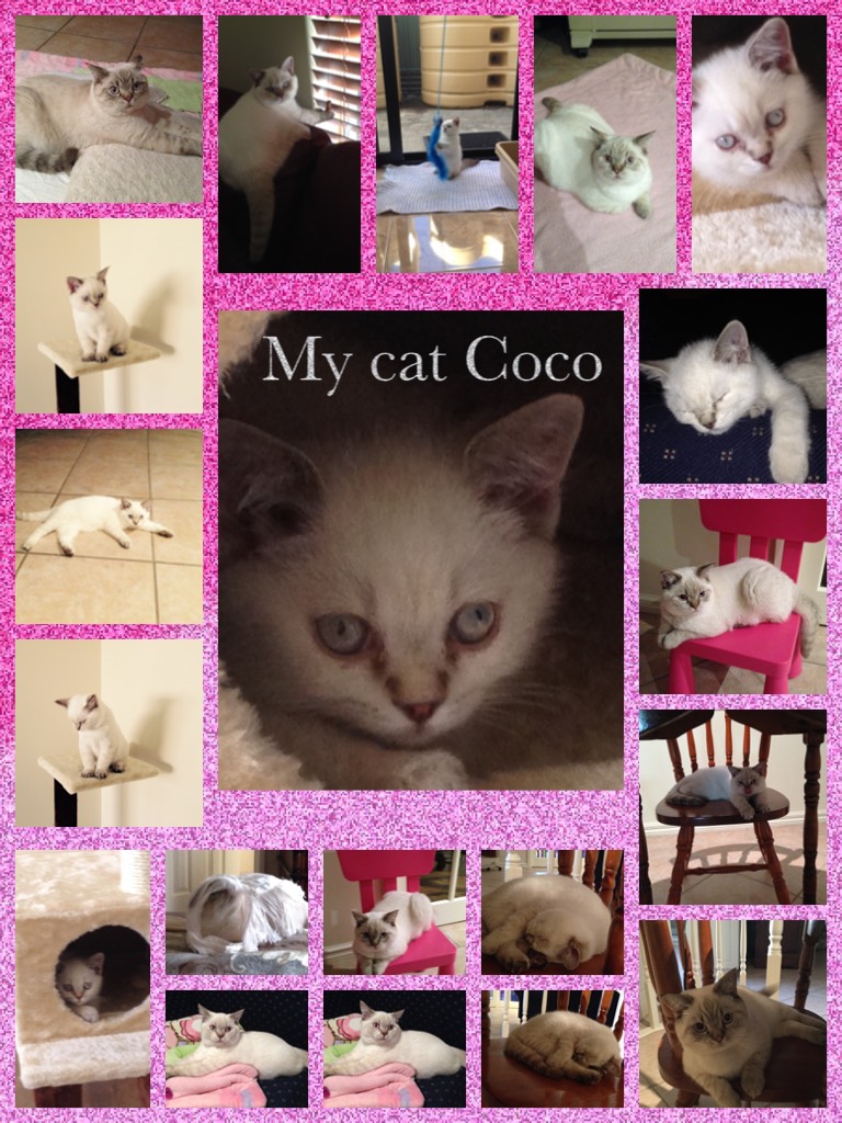 My cat Coco