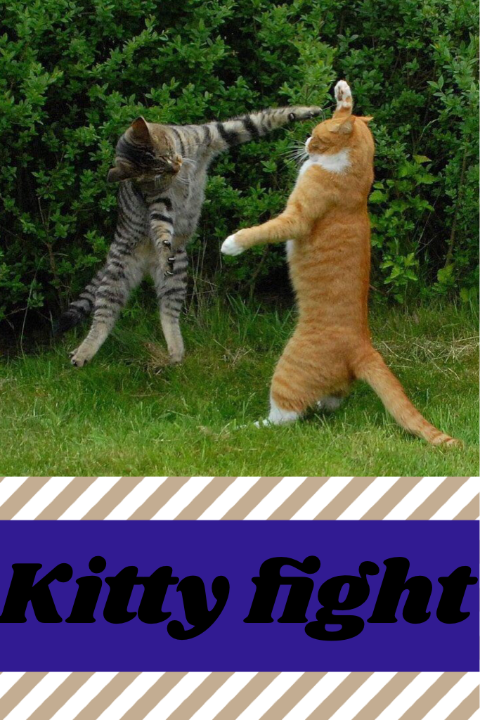Kitty fight