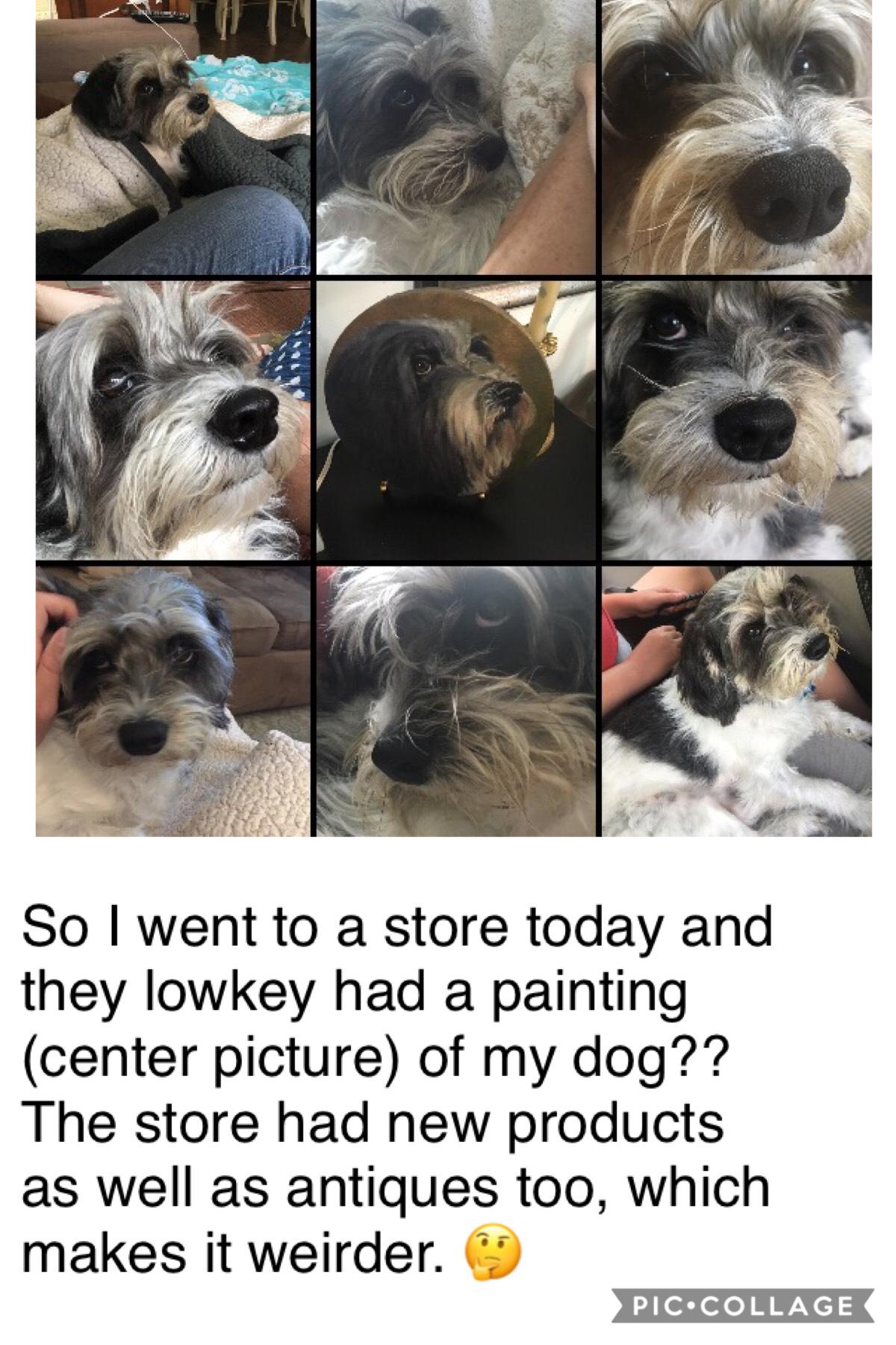 I think the top left and middle left pictures of my dog really match it
