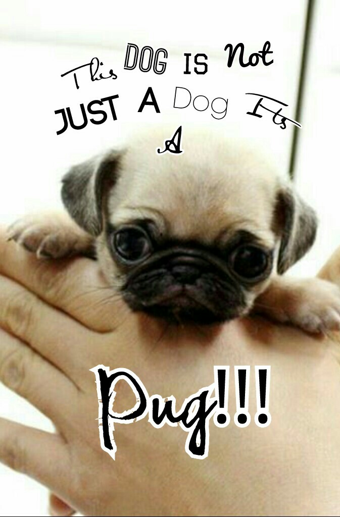 Pug!!!