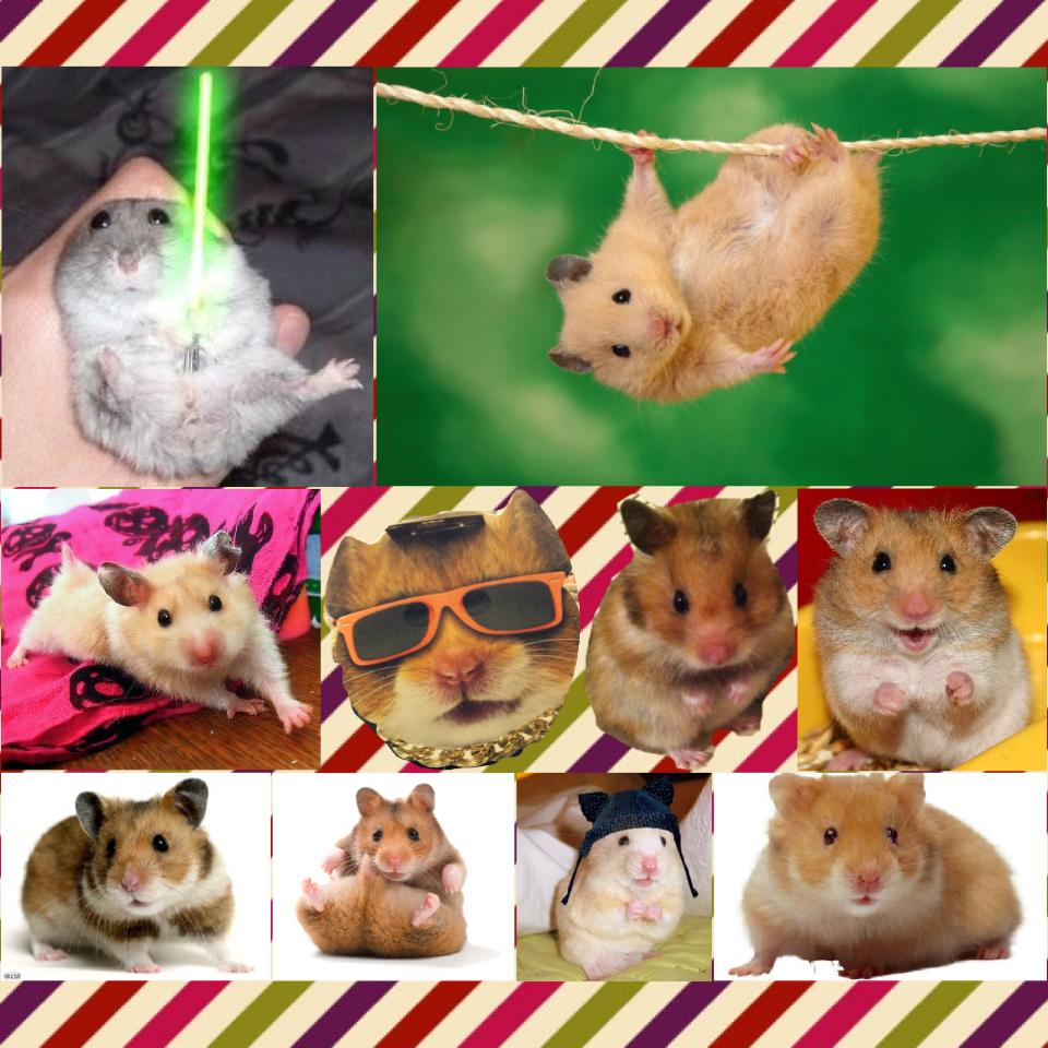 OMG how cute are there hamsters??!!🐹🐹🐹🐭🐭🐭🐹🐭🐹🐭🐹🐭🐹🐭🐹🐭🐹🐭🐹🐭🐹🐹🐭🐹🐭🐹🐹🐹🐭🐹🐭🐹🐹🐹🐭🐹