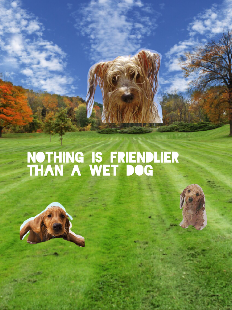 Nothing is friendlier than a wet dog