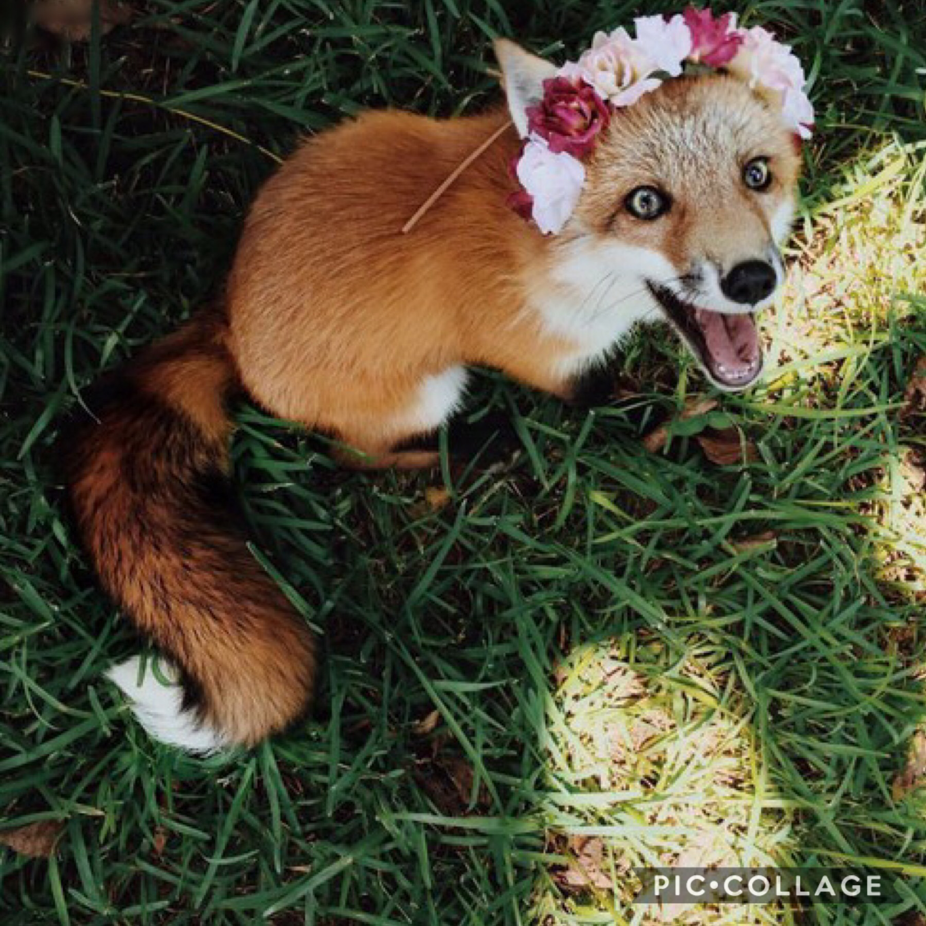 I want to learn how to make a flowercrown🤔
I’m rarely angry but on the off chance I am I’m like ranting and stuff and I occasionally argue with my sister so I’m afraid one day I’ll like let is slip that she’s one of the only reasons I haven’t done anythin
