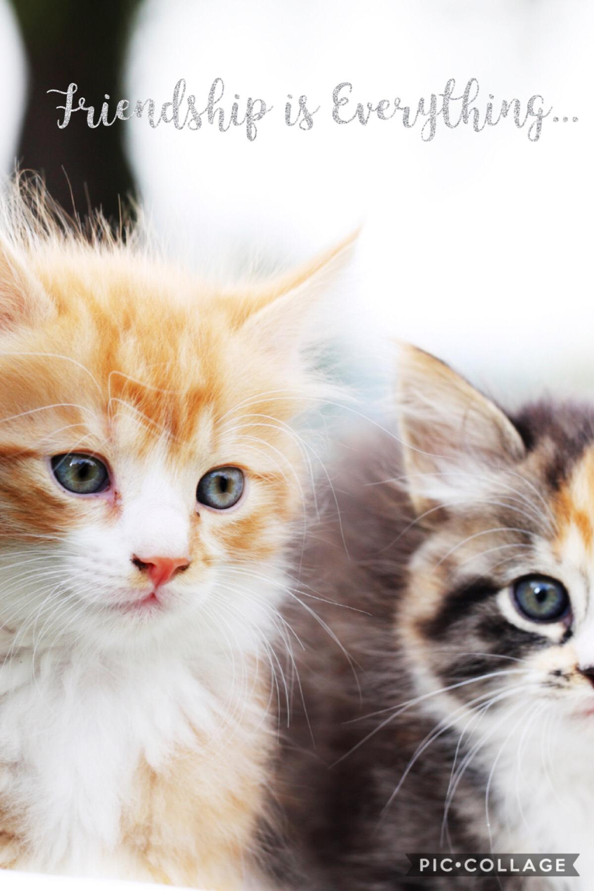 Friendship is as cute as kittens!