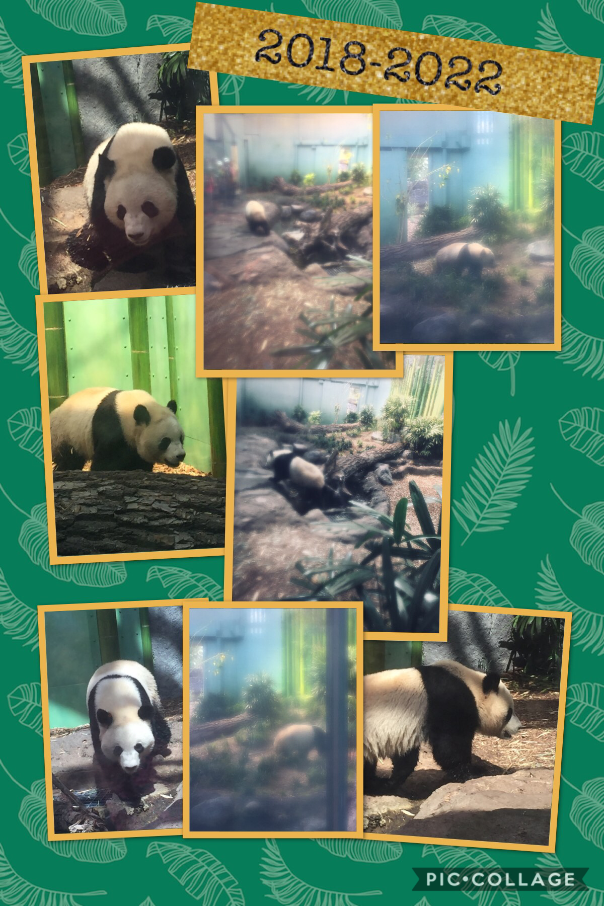 This is one of the new-ish pandas at the Calgary Zoo