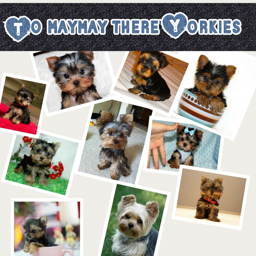 To maymay there Yorkies