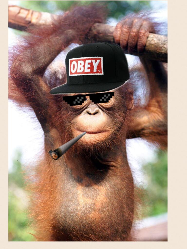 Orangutan thug life