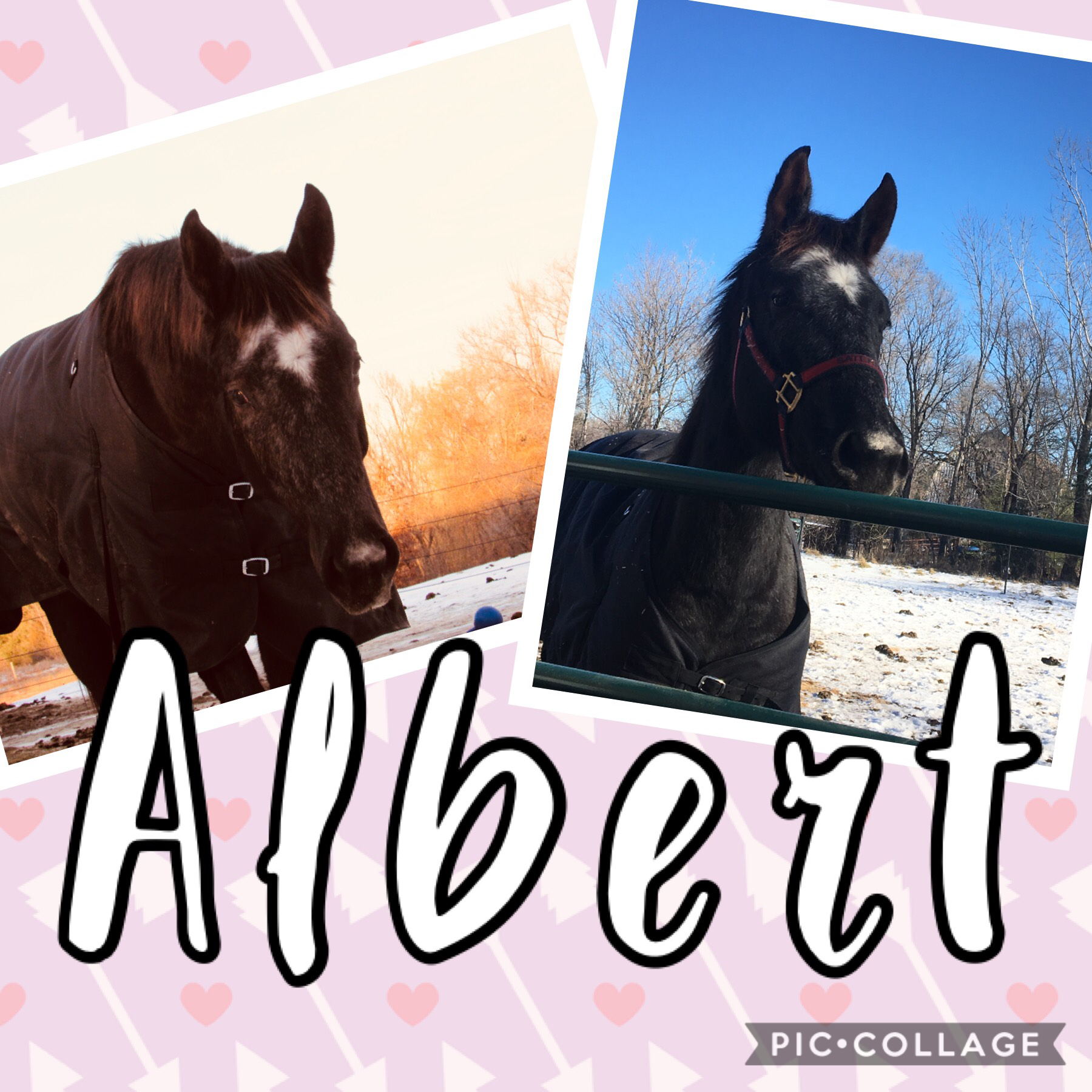 Albert is one of our parent’s horses! He is very playful, and he and Woody are best buds 😂 ( Palmer, our dog loves playing with them too)! He’s going to his first show this year!