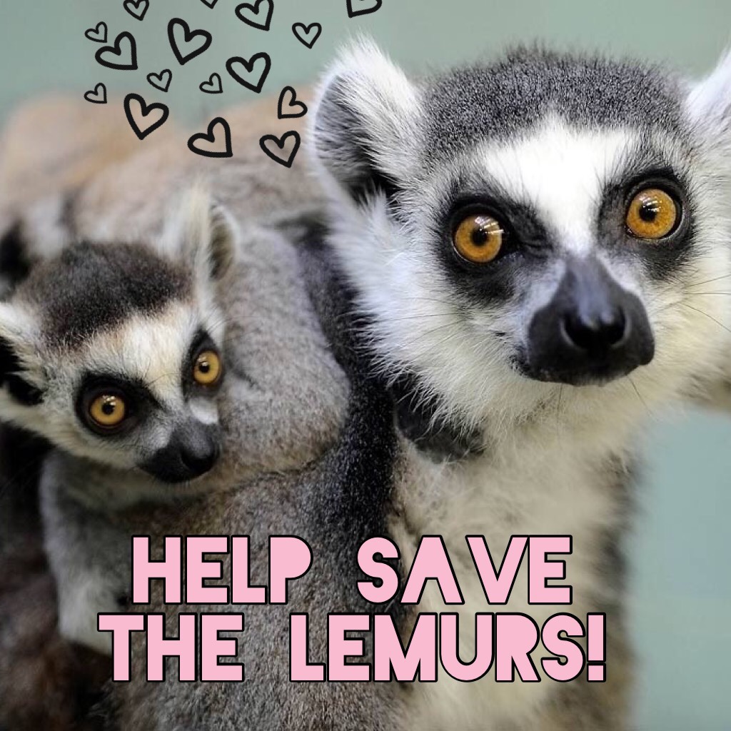 Help save the Lemurs!