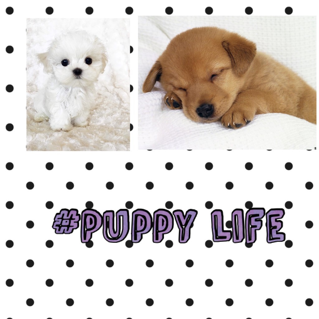 #Puppy life