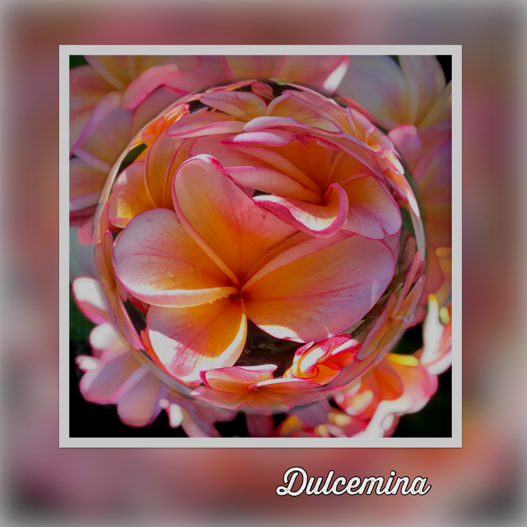 Dulcemina 
Plumeria