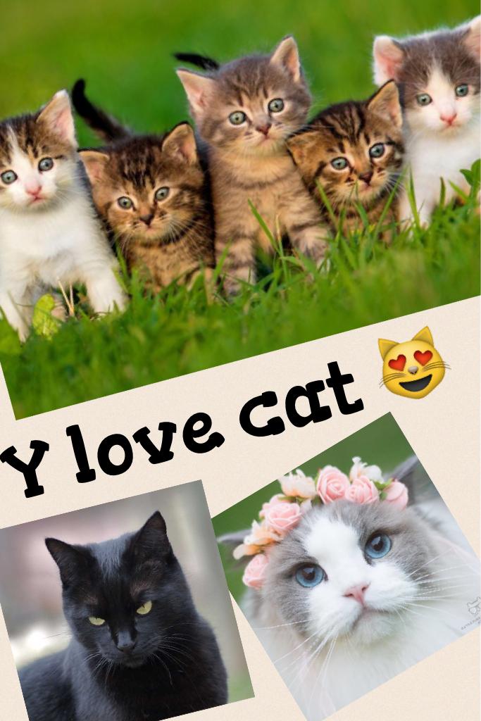 Y love cat 😻