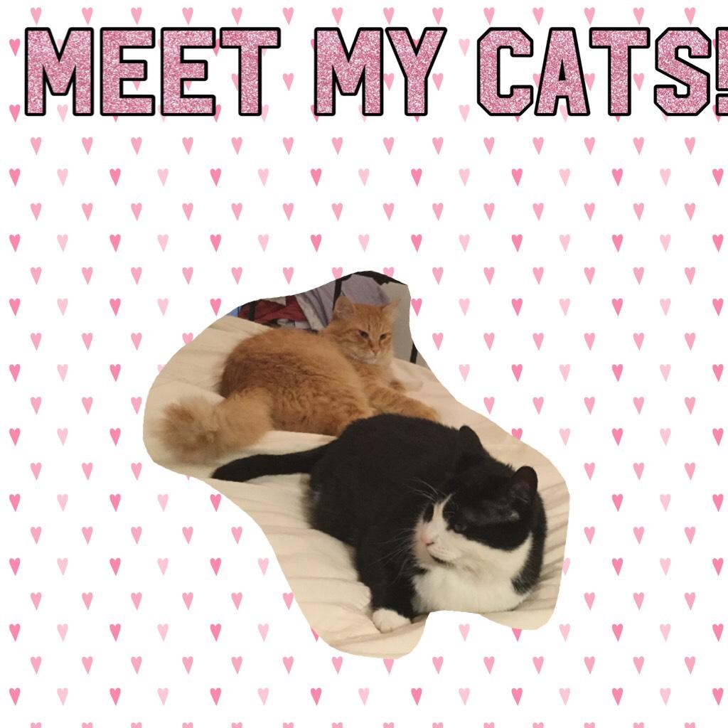 Meet my cats!