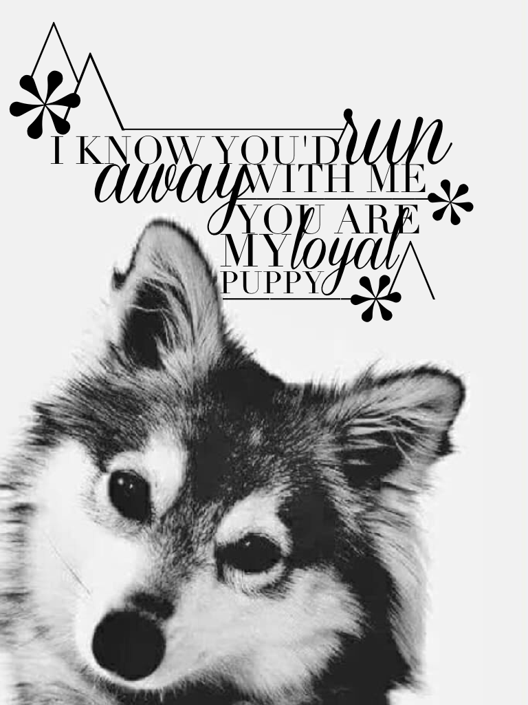 CLICK
NEW THEME! black+white 
HAPPY national peace day!😘not that it'll change anything, but still...😕
QOTD what's your favorite kind of dog? 🐶
AOTD huskies! or labs💕💕