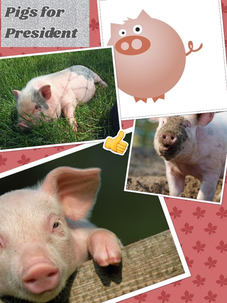 Pigs for President