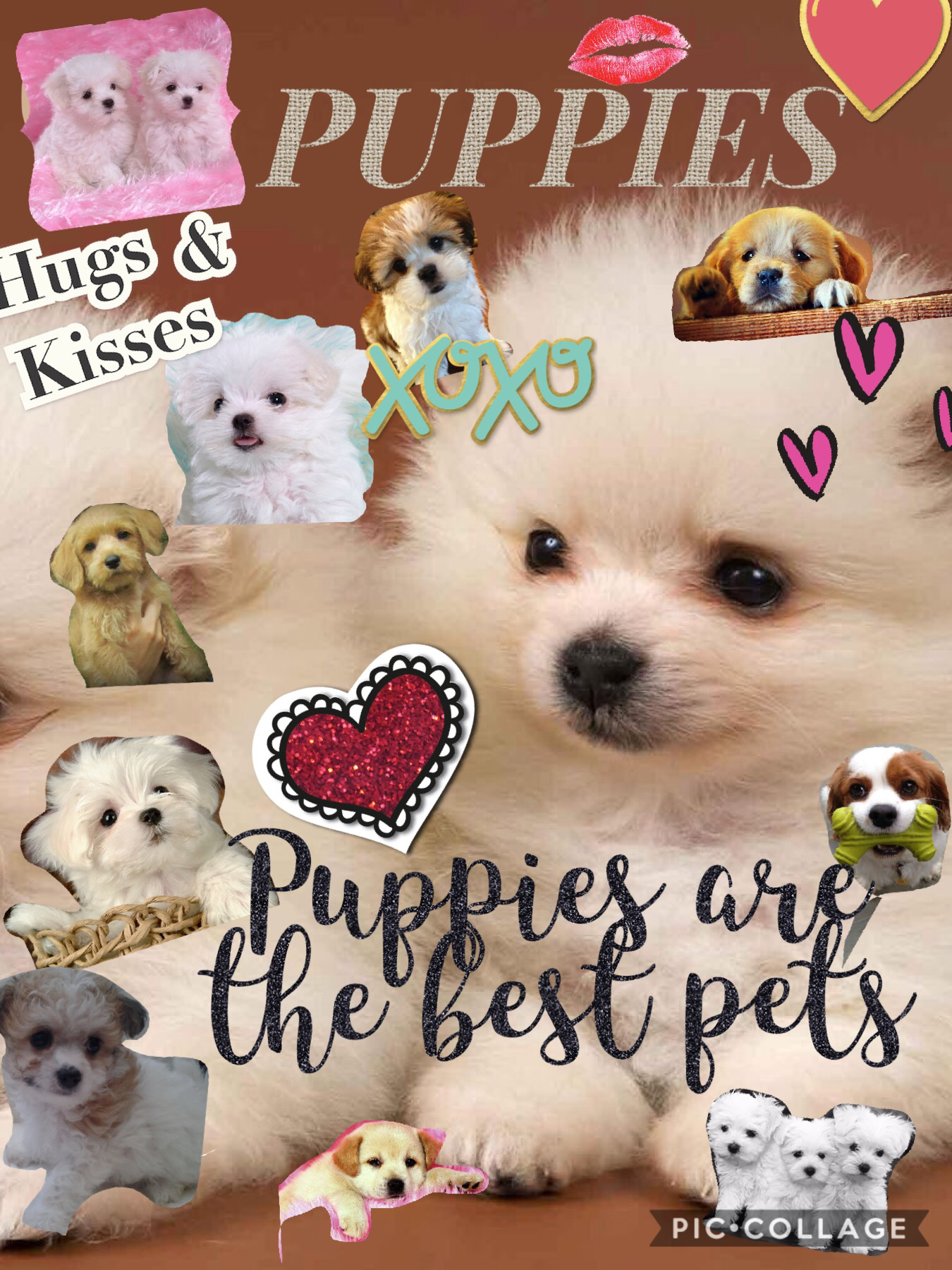 Please agree with me that puppies are the best pets
