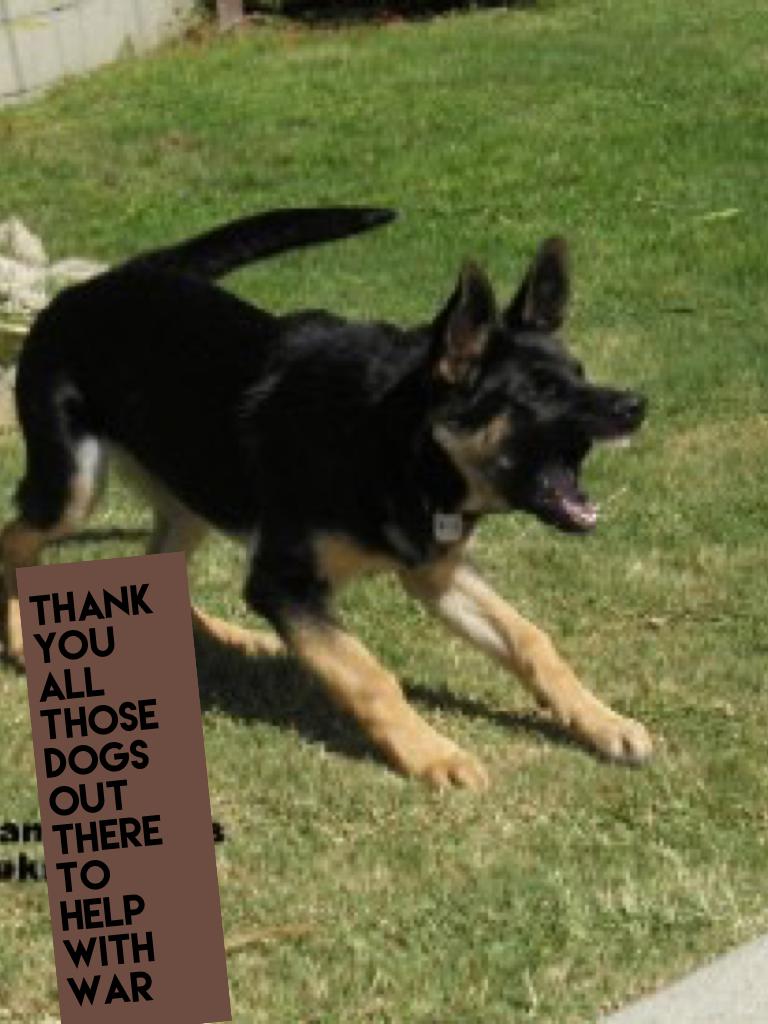 Thank you all those dogs out there to help with war