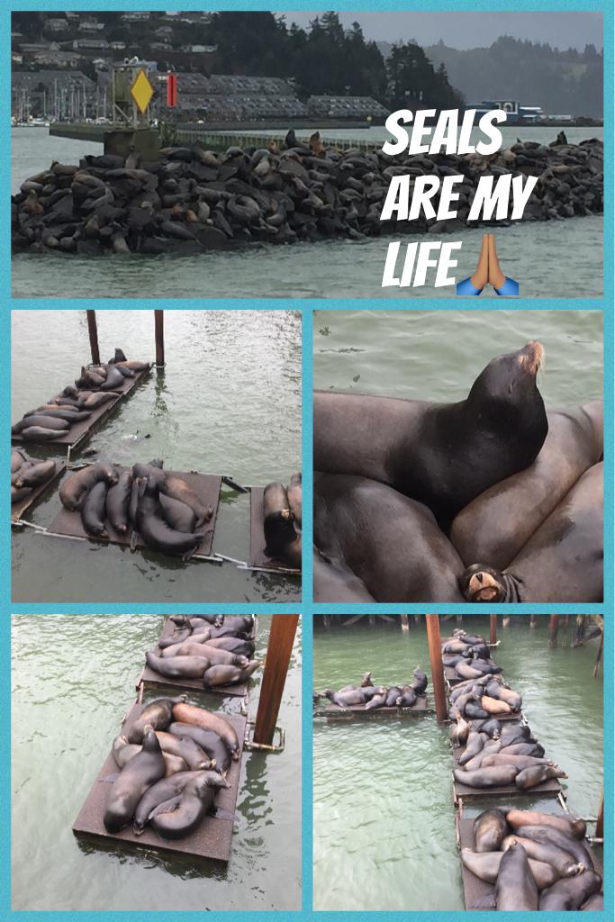 Seals are my life🙏🏽 literally😂💗