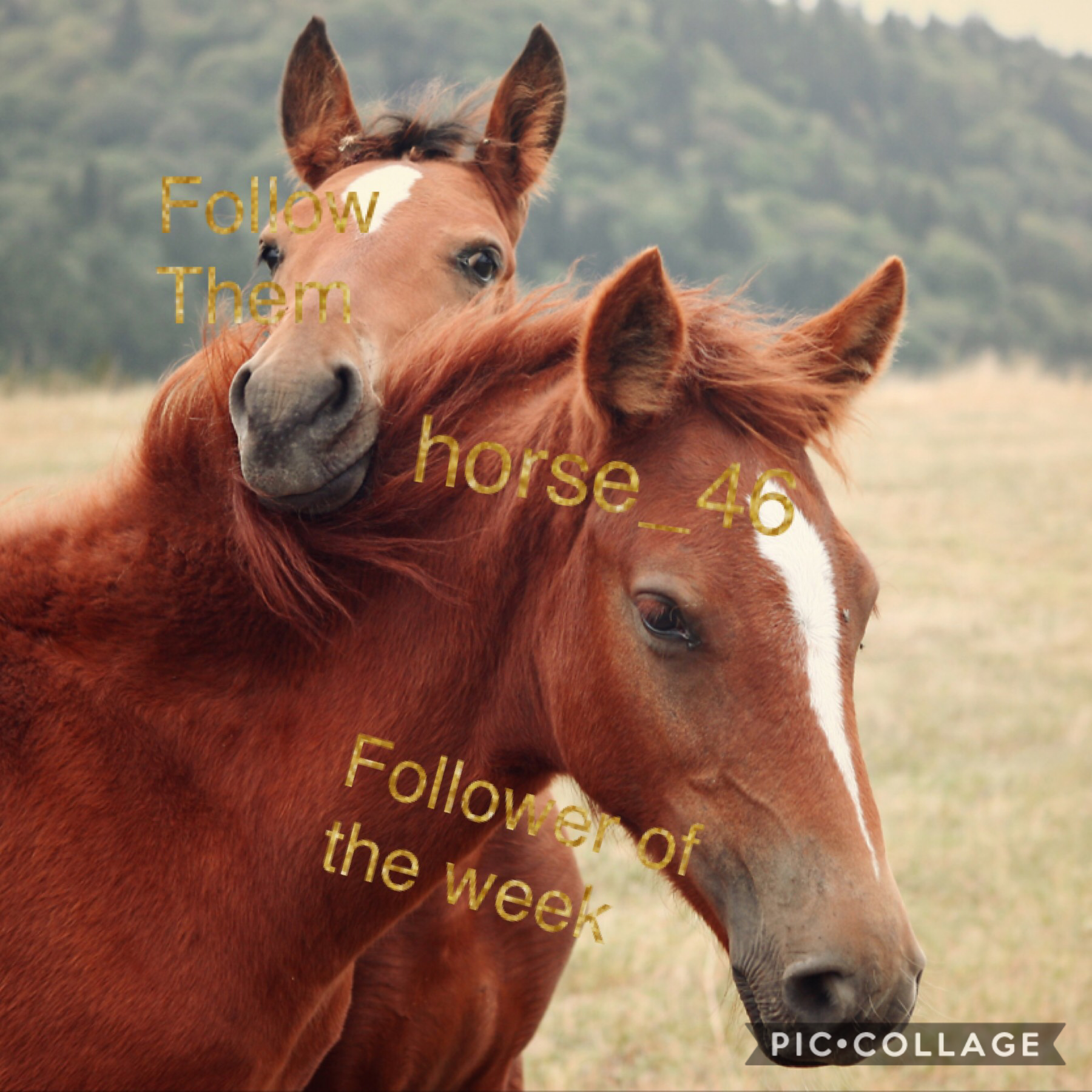 Tap it
Follow horse_46 follower of the week 