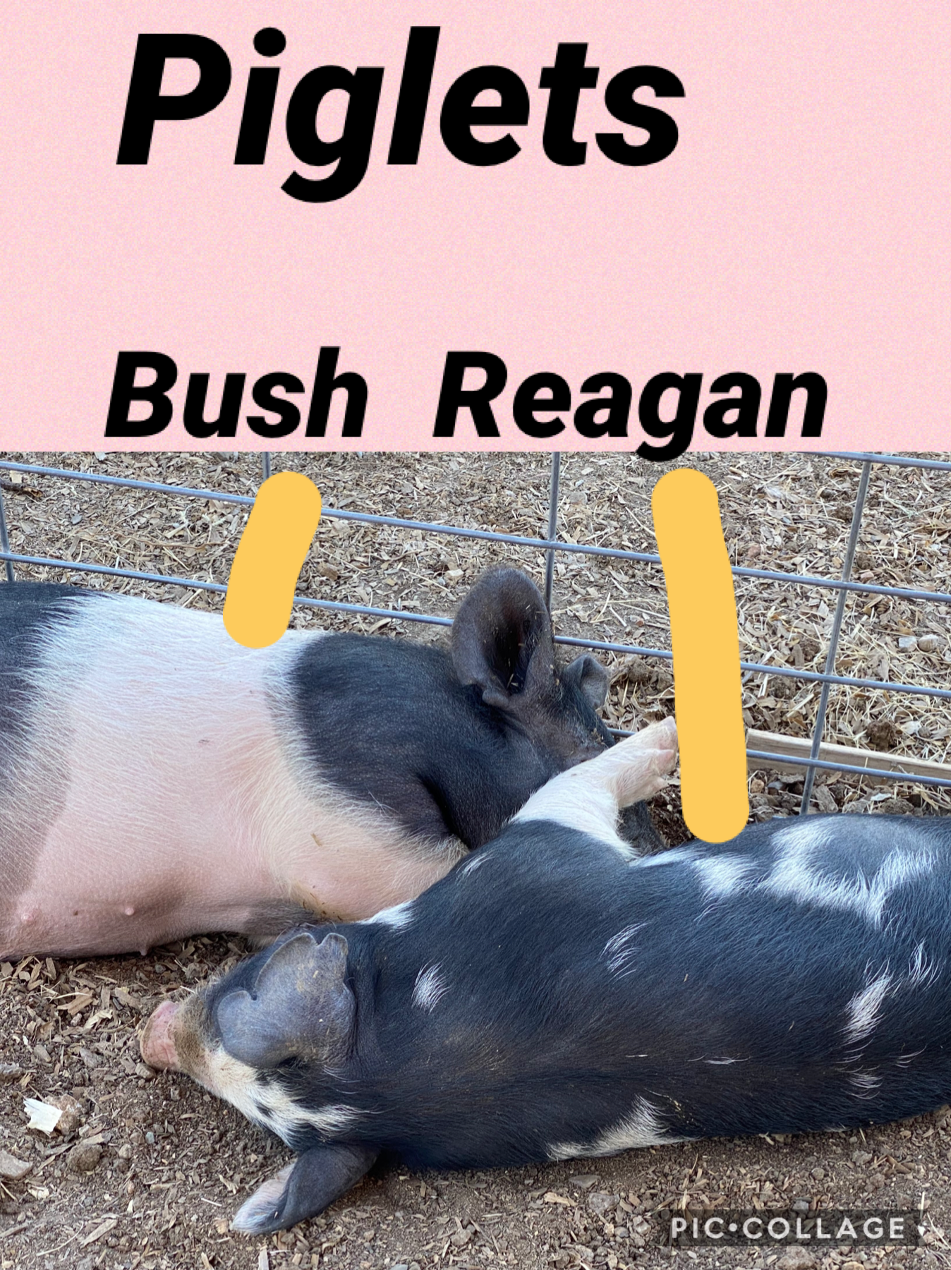 Pigs 😭😭