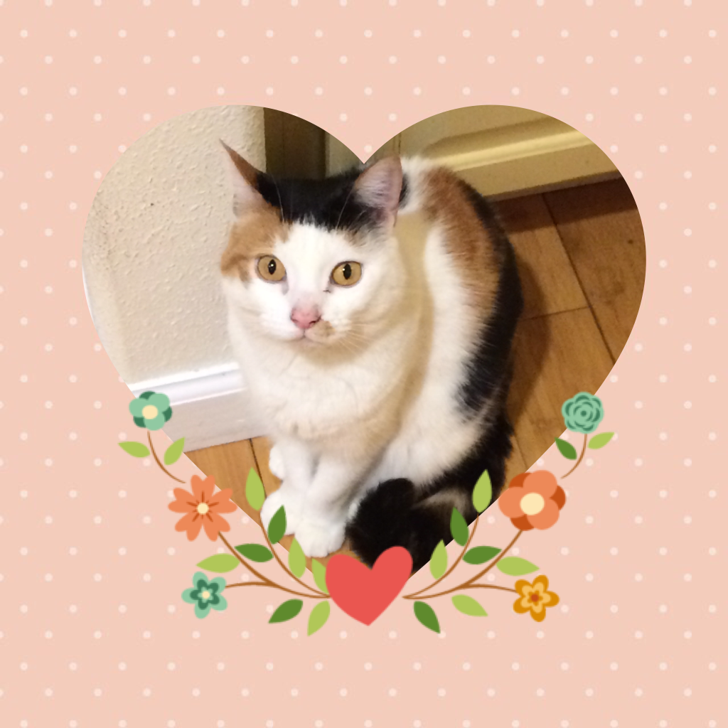 My kitty, Maria!❤️

Happy Valentine's Day!😘