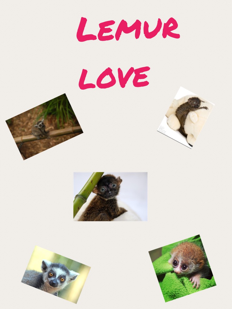 Lemur  love
