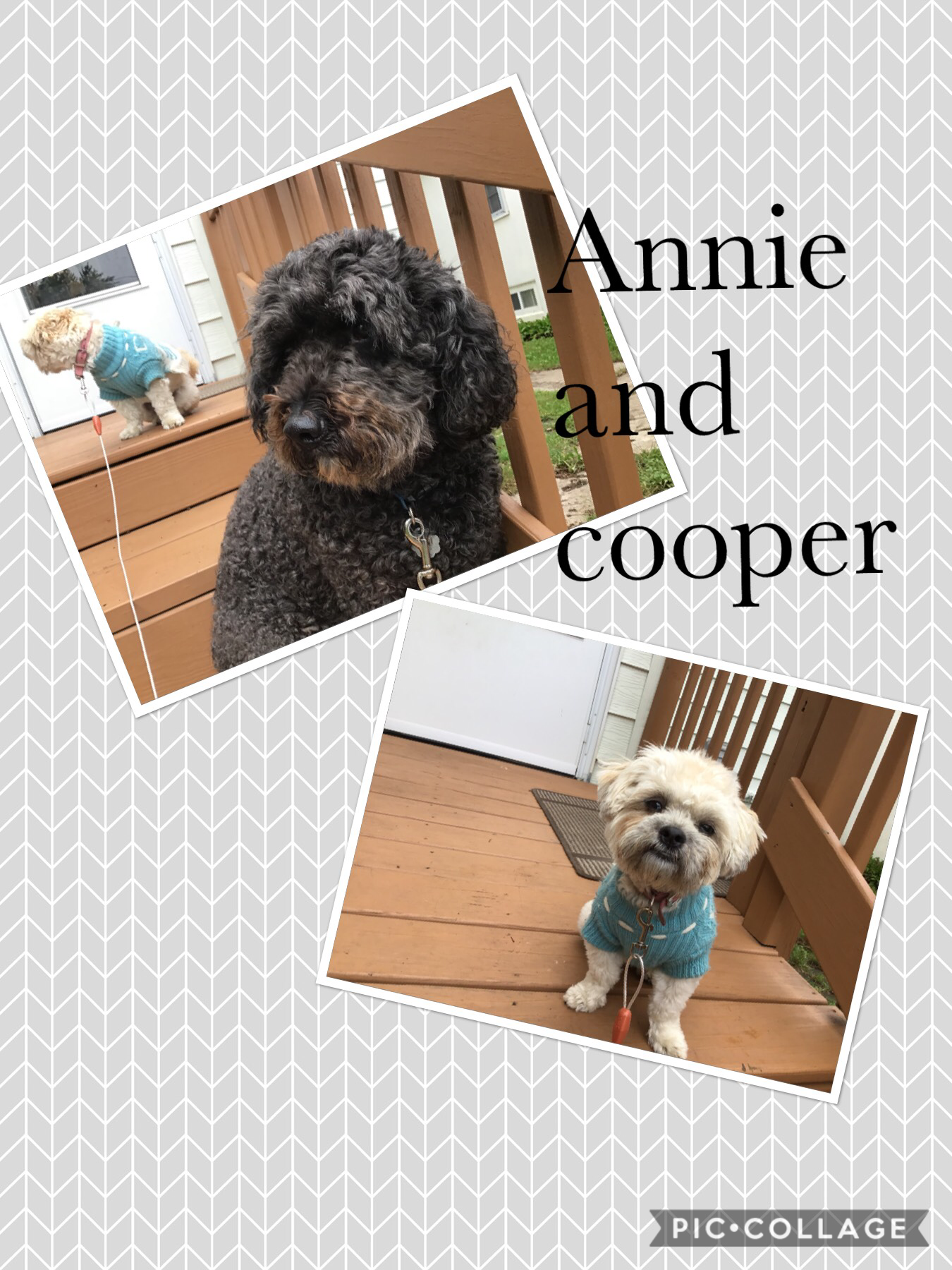 Annie and cooper❤️❤️❤️