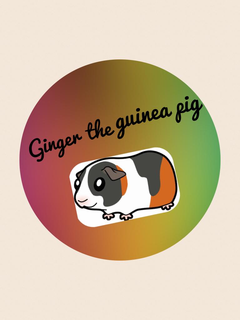 Ginger the guinea pig