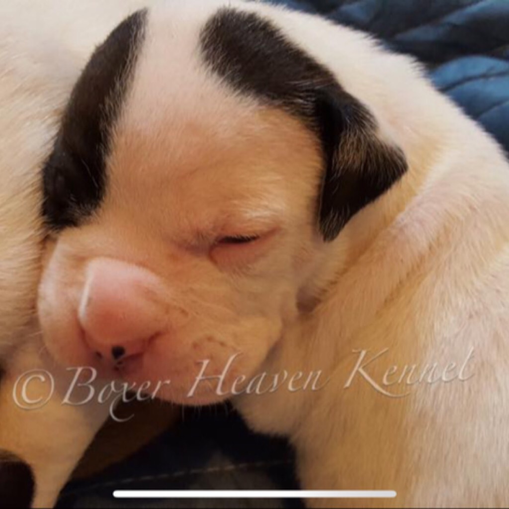 hi guys we’re getting this little puppy in the summer he is so precious and the kennel is in Georgia so we can’t visit him till we get him and my fam is probably going without me but I’m so so so excited 