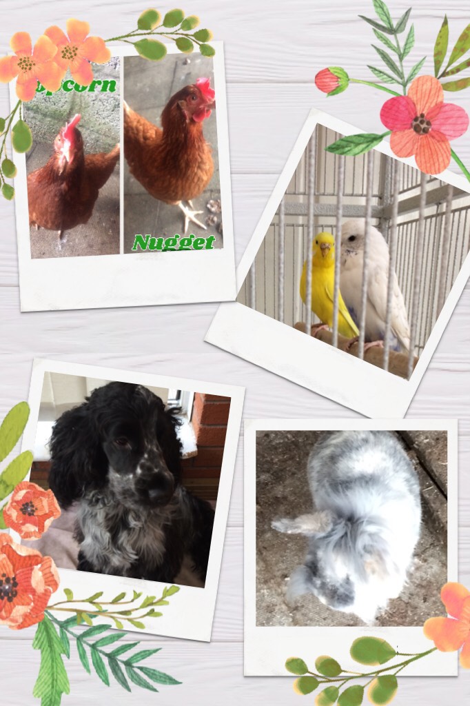Some of my pets 