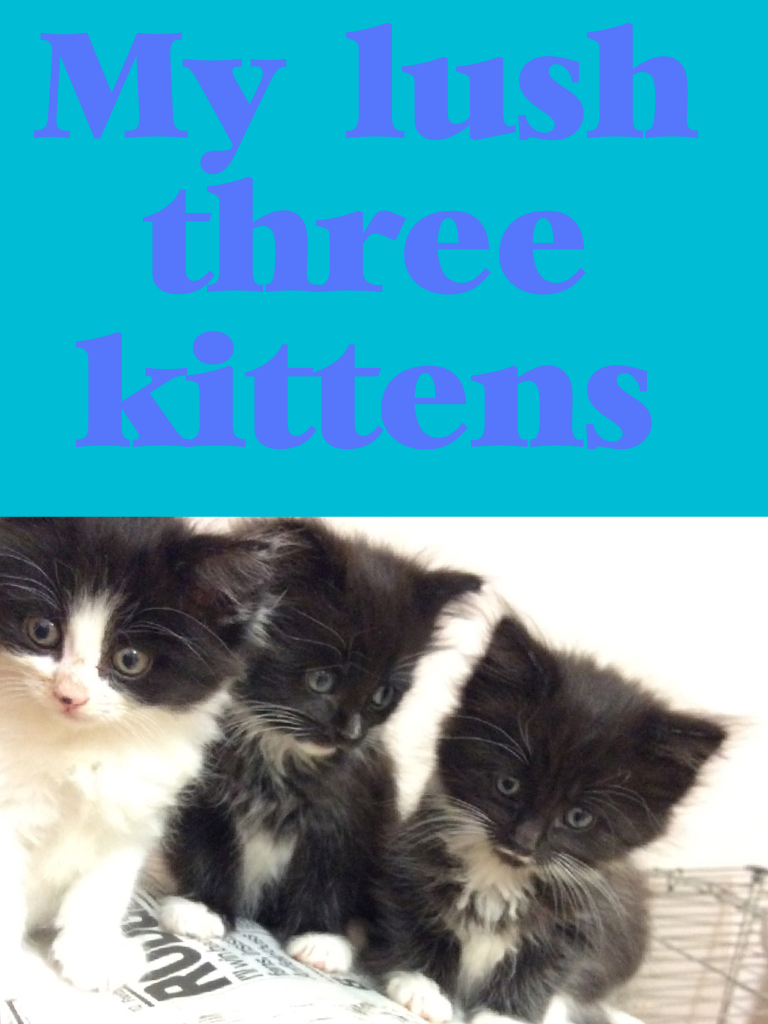My lush three kittens 😀😀